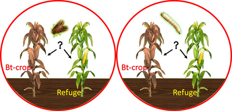 Preference of Bt-resistant and susceptible Busseola fusca moths and larvae for Bt and non-Bt maize