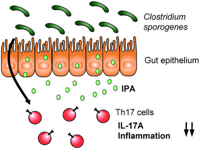 Modulation of Host Immunity by Microbiome-Derived Indole-3-Propionic Acid and Other Bacterial Metabolites