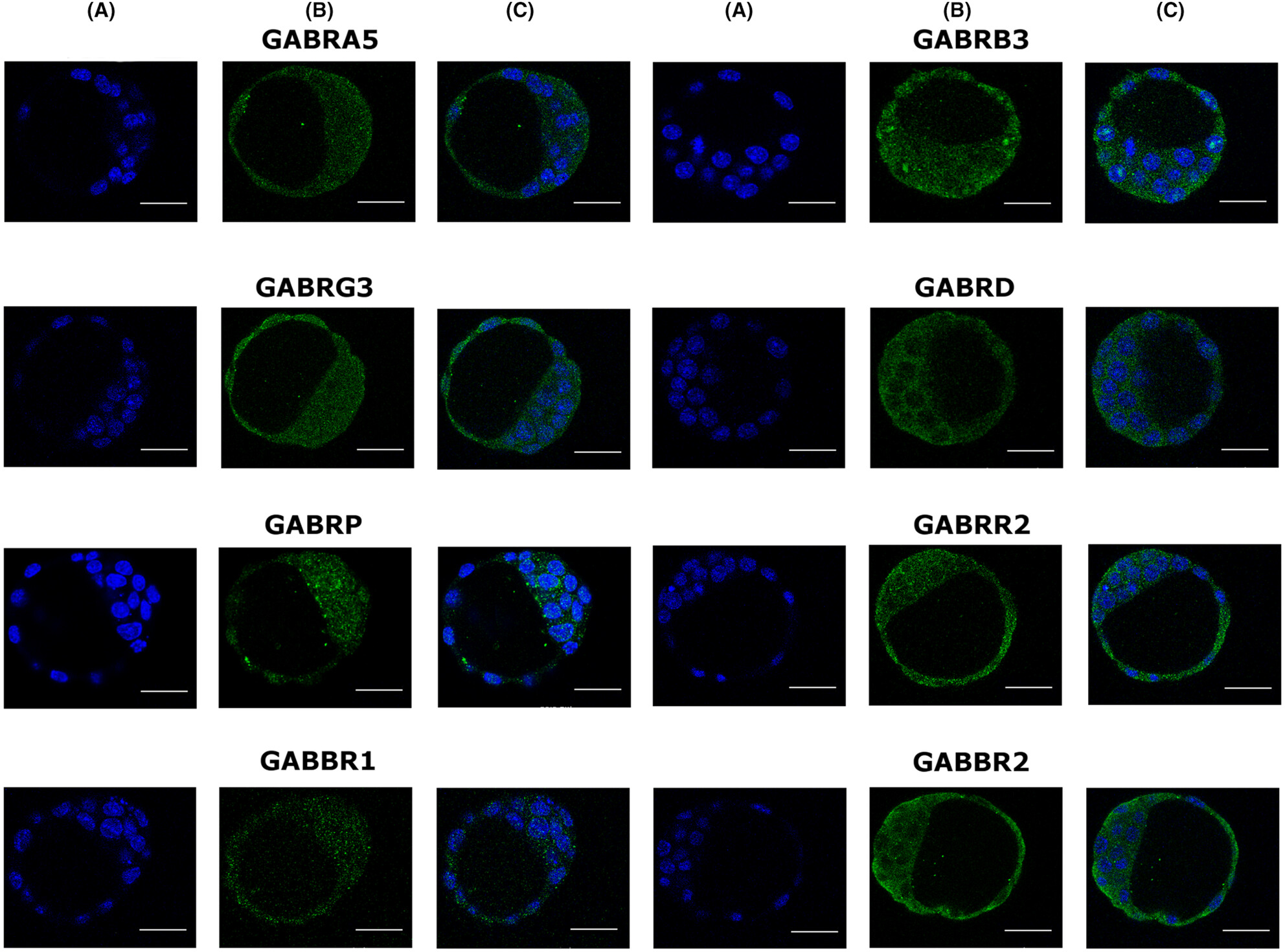 Gamma-aminobutyric acid (GABA) can affect physiological processes in preimplantation embryos via GABAA and GABAB receptors