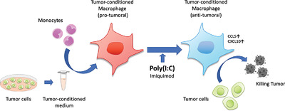 Poly(I:C) stimulation is superior than Imiquimod to induce the antitumoral functional profile of tumor-conditioned macrophages Issue 5, 2019