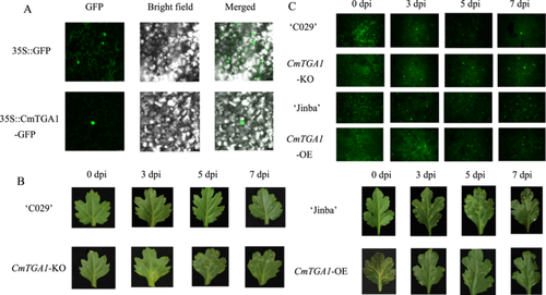 Details are in the caption following the image Details are in the caption following the image