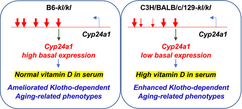 Noncoding variations in Cyp24a1 gene are associated with Klotho-mediated aging phenotypes in different strains of mice