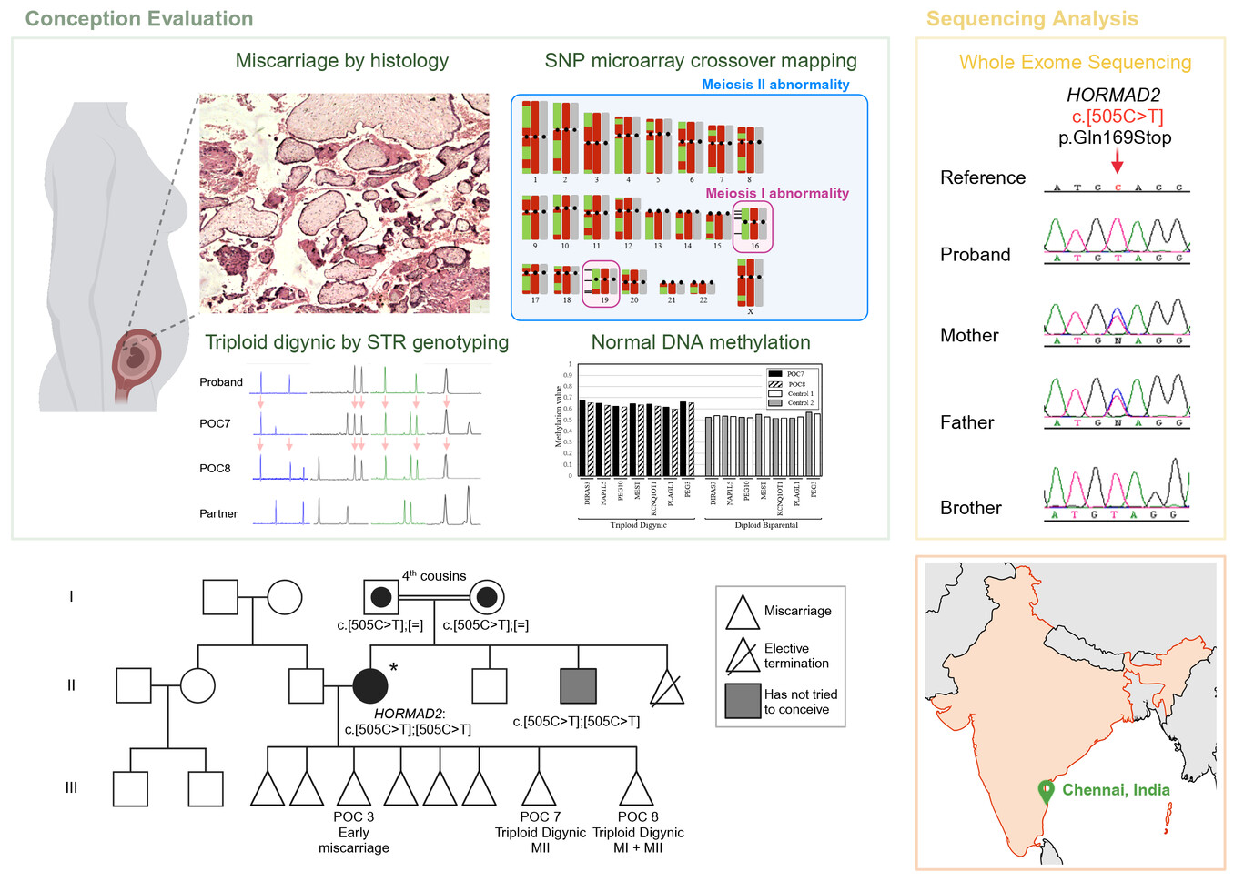 A homozygous stop codon in HORMAD2 in a patient with recurrent digynic triploid miscarriage