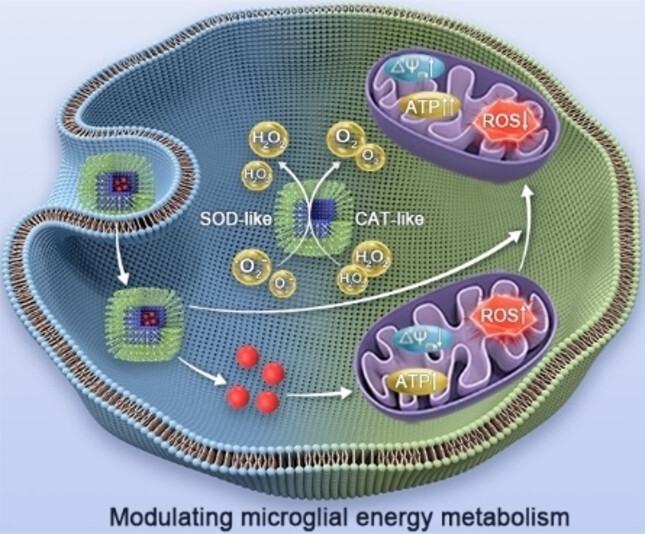 A Self-Reinforced “Microglia Energy Modulator” for Synergistic Amyloid-β Clearance in Alzheimer's Disease Model