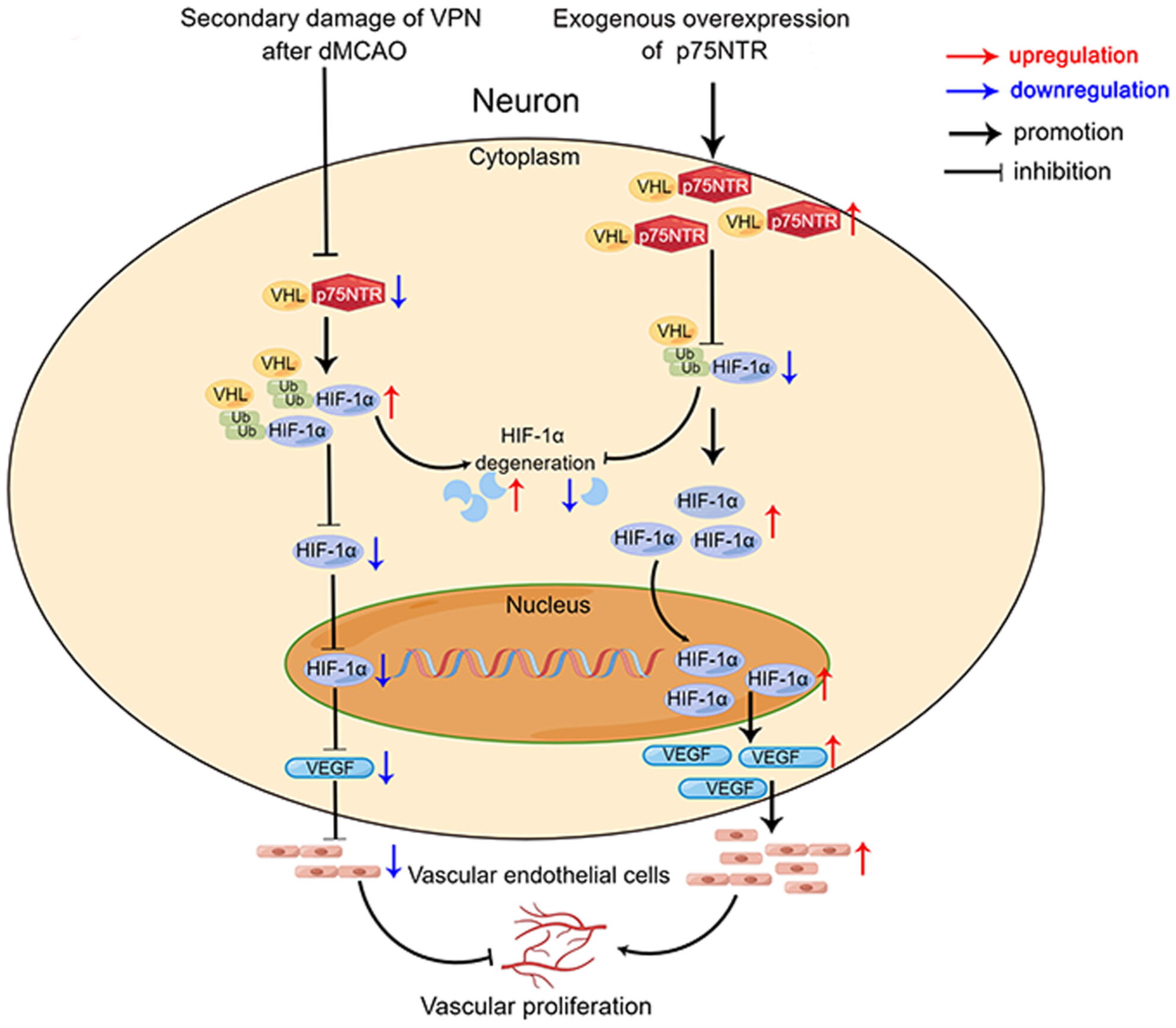 The p75 neurotrophin receptor attenuates secondary thalamic damage after cortical infarction by promoting angiogenesis