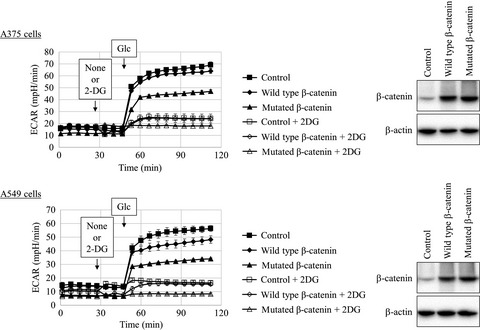 Mitochondrial uncoupler exerts a synthetic lethal effect against β-catenin mutant tumor cells