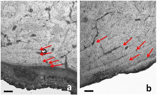 Details are in the caption following the image Details are in the caption following the image