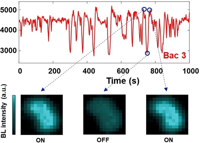 Visualizing the Intermittent Gating of Na+/H+ Antiporters in Single Native Bioluminescent Bacteria**