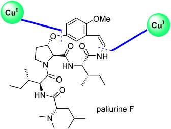 Total Synthesis of Paliurine F