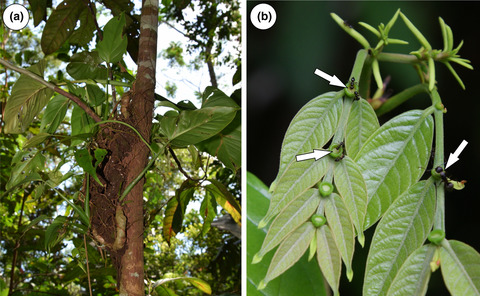 Beyond the gardens: The extended mutualism from ant-garden ants to nectary-bearing plants growing in Amazon tree-fall gaps