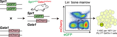 Lin−PU.1dimGATA-1− defines haematopoietic stem cells with long-term multilineage reconstitution activity