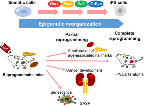Unveiling epigenetic regulation in cancer, aging, and rejuvenation with in vivo reprogramming technology