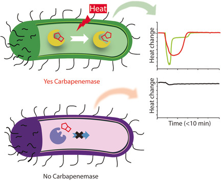 Label-Free Visualization of Carbapenemase Activity in Living Bacteria