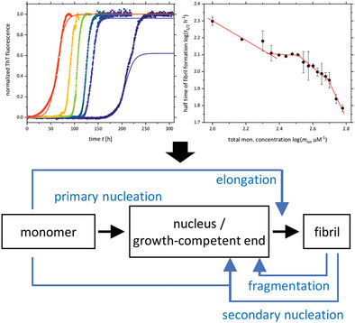 A Competition of Secondary and Primary Nucleation Controls Amyloid Fibril Formation of the Parathyroid Hormone