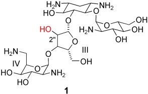 Antibacterial Aminoglycosides with a Modified Mode of Binding to the Ribosomal-RNA Decoding Site