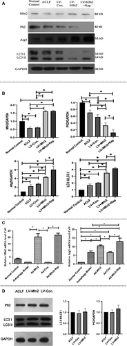 Details are in the caption following the image Details are in the caption following the image