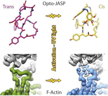 Cryo-EM Resolves Molecular Recognition Of An Optojasp Photoswitch Bound To Actin Filaments In Both Switch States