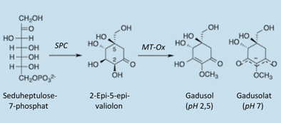 Gadusol, ein hochwirksamer biogener UV-Schutz