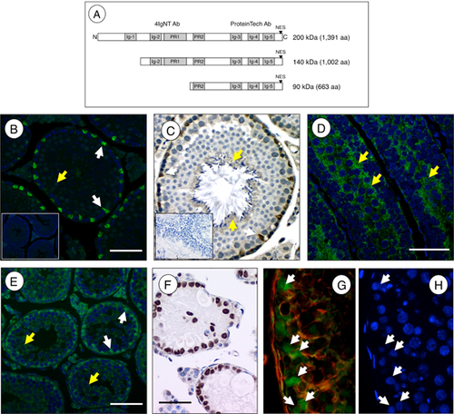 Details are in the caption following the image Details are in the caption following the image