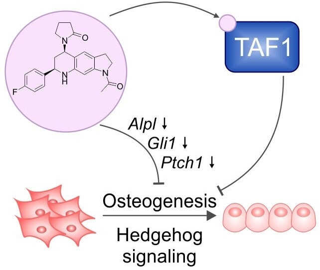 The Pseudo-Natural Product Tafbromin Selectively Targets the TAF1 Bromodomain 2