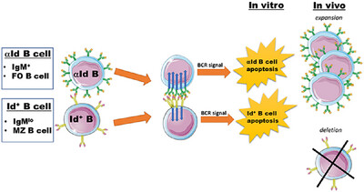 B Cells With Complementary B Cell Receptors Can Kill Each Other