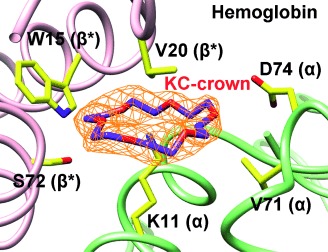 Crowning Proteins: Modulating the Protein Surface Properties using Crown Ethers