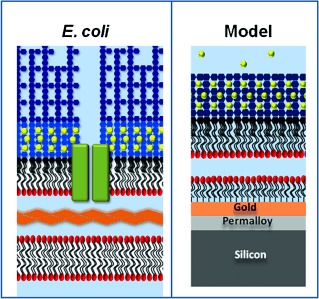 An Accurate In Vitro Model of the E. coli Envelope