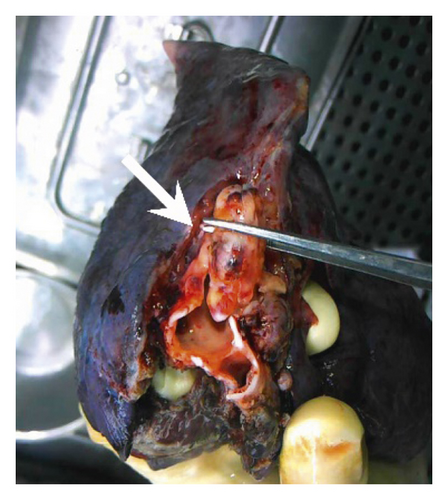 Details are in the caption following the image Details are in the caption following the image