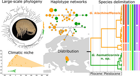 Integrative taxonomy reveals a new Gammarus species (Crustacea, Amphipoda) surviving in a previously unknown southeast European glacial refugium