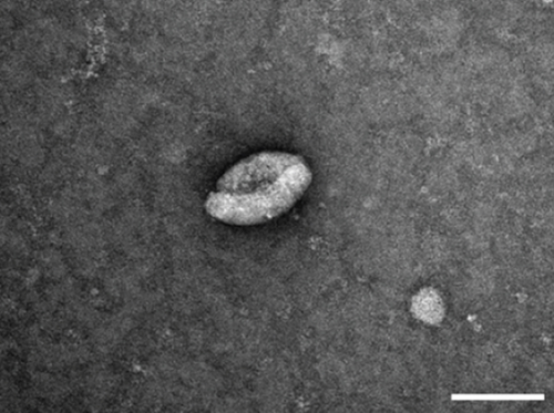 Details are in the caption following the image