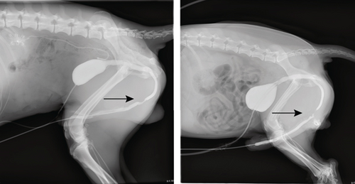 Details are in the caption following the image Details are in the caption following the image