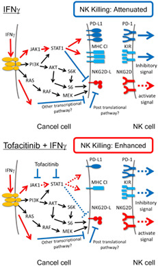 Tofacitinib overcomes an IFNγ-induced decrease in NK cell-mediated cytotoxicity via the regulation of immune-related molecules in LC-2/ad