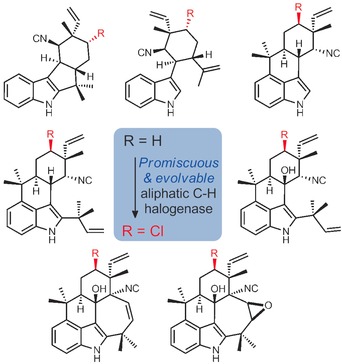 Discovery of a Promiscuous Non-Heme Iron Halogenase in Ambiguine Alkaloid Biogenesis: Implication for an Evolvable Enzyme Family for Late-Stage Halogenation of Aliphatic Carbons in Small Molecules