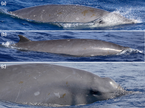 Details are in the caption following the image Details are in the caption following the image