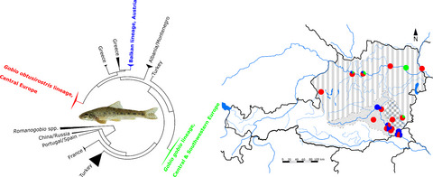 Austrian gudgeons of the genus Gobio (Teleostei: Gobionidae): A mixture of divergent lineages