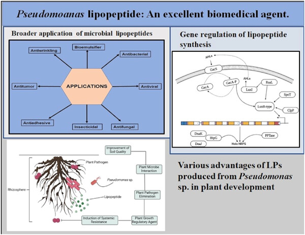 Pseudomonas lipopeptide: An excellent biomedical agent