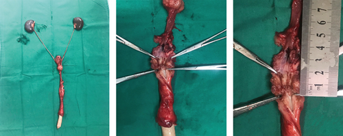 Details are in the caption following the image Details are in the caption following the image