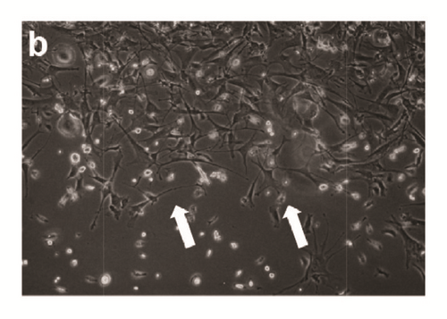 Details are in the caption following the image