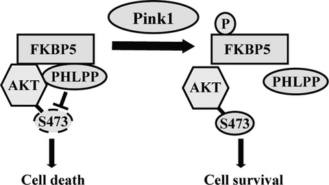 Pink1 regulates FKBP5 interaction with AKT/PHLPP and protects neurons from neurotoxin stress induced by MPP+