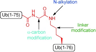 Modifying the Vicinity of the Isopeptide Bond To Reveal Differential Behavior of Ubiquitin Chains with Interacting Proteins: Organic Chemistry Applied to Synthetic Proteins