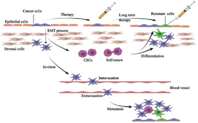 EMT-associated microRNAs and their roles in cancer stemness and drug resistance