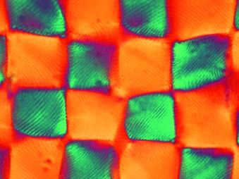 Nanocellulosen: eine neue Familie naturbasierter Materialien