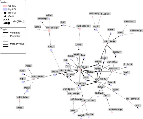 miRNA-regulated transcription associated with mouse strains predisposed to hypnotic effects of ethanol