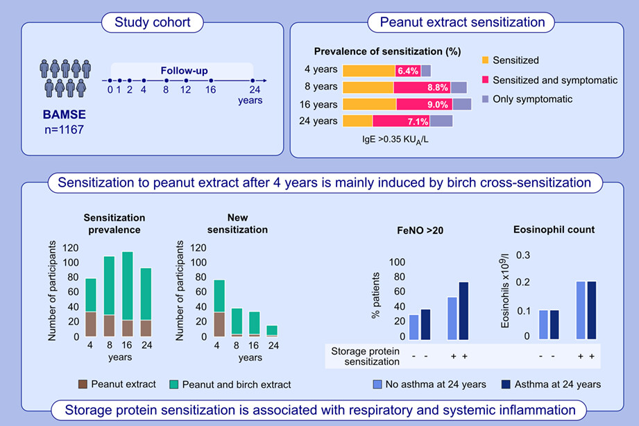 Development of sensitization to peanut and storage proteins and relation to markers of airway and systemic inflammation: A 24-year follow-up