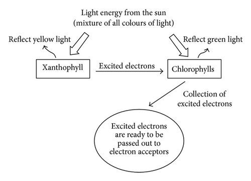 Details are in the caption following the image