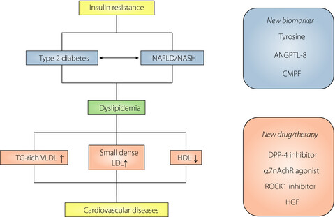 New perspective on type 2 diabetes, dyslipidemia and non-alcoholic fatty liver disease
