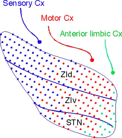 Rat subthalamic nucleus and zona incerta share extensively overlapped representations of cortical functional territories