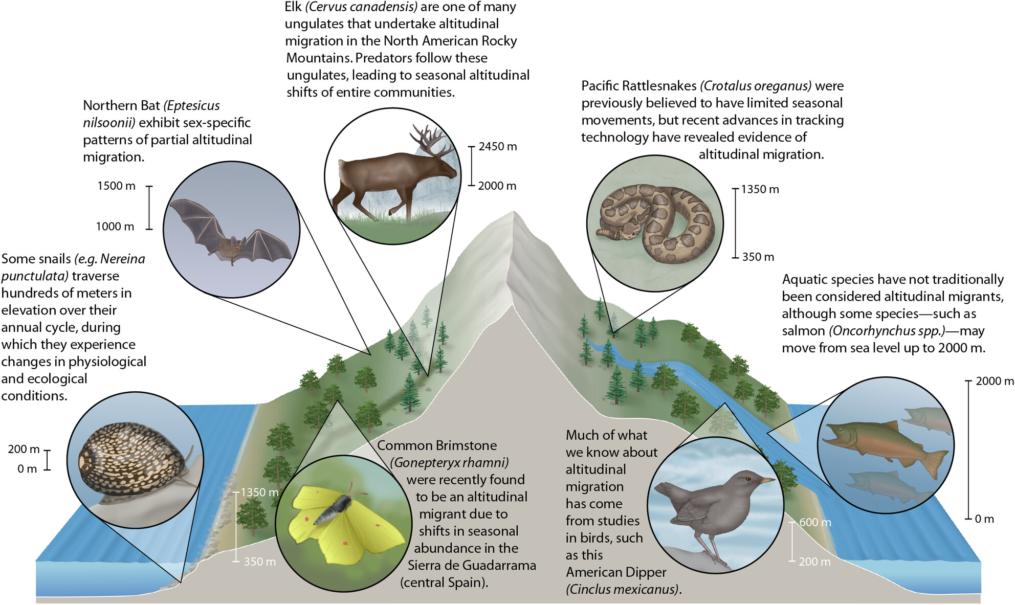 Toward a comparative framework for studies of altitudinal migration