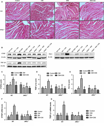 Details are in the caption following the image Details are in the caption following the image