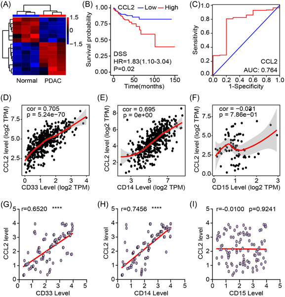 CCL2 produced by pancreatic ductal adenocarcinoma is essential for the accumulation and activation of monocytic myeloid-derived suppressor cells